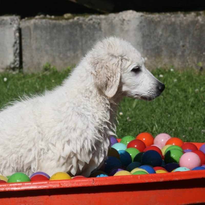 Nachsuche mit dem eigenen Hund Nachsuche Lörrach